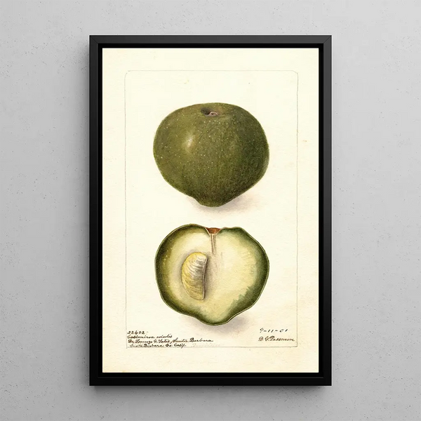 Casimiroa edulis - Deborah Griscom Passmore — gerahmtes Bild an der Wand