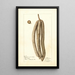 Cecropia palmata - Deborah Griscom Passmore — gerahmtes Bild an der Wand