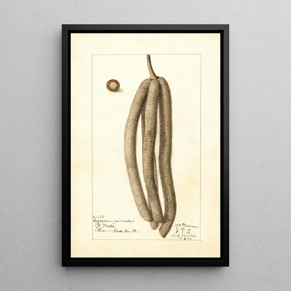 Cecropia palmata - Deborah Griscom Passmore — gerahmtes Bild an der Wand