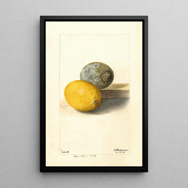 Citrus limon - Deborah Griscom Passmore — gerahmtes Bild an der Wand