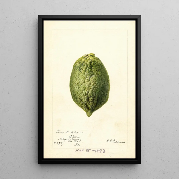 Reproduktion des Gemäldes Citrus medica Pomo d'Adams - Deborah Griscom Passmore