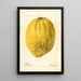 Citrus medica - Deborah Griscom Passmore — gerahmtes Bild an der Wand