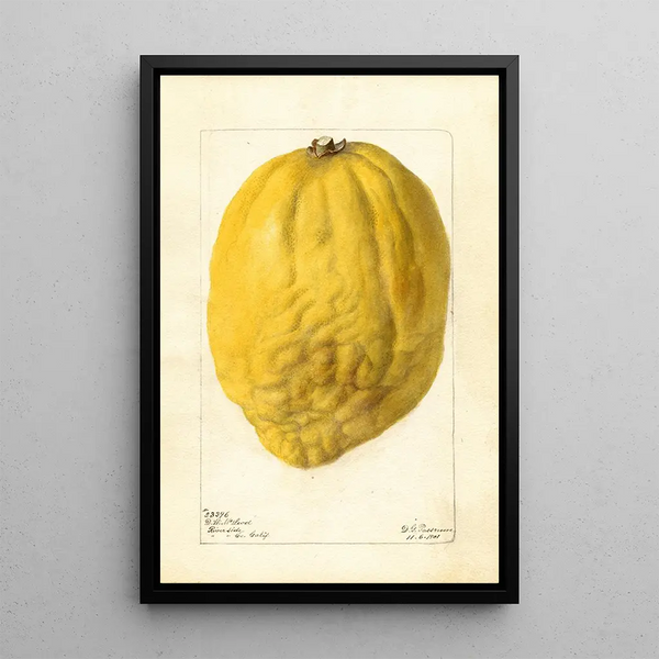 Citrus medica - Deborah Griscom Passmore — gerahmtes Bild an der Wand