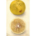 Citrus paradisi Ellen - Deborah Griscom Passmore — Ansicht des Kunstwerks