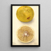 Citrus paradisi Ellen - Deborah Griscom Passmore — gerahmtes Bild an der Wand