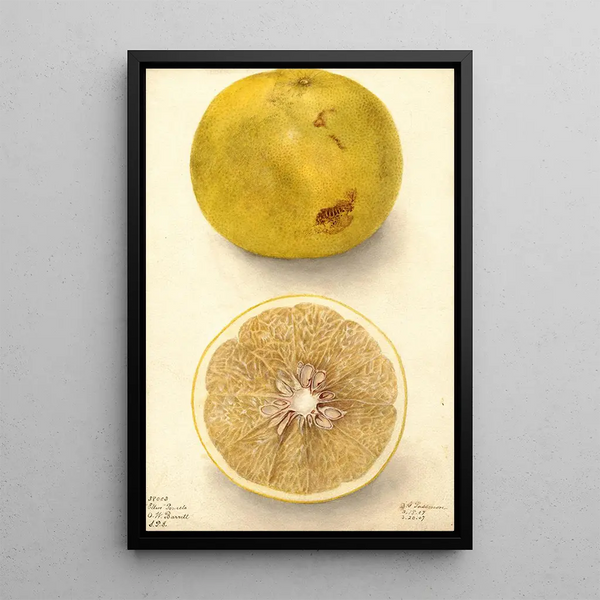 Citrus paradisi Ellen - Deborah Griscom Passmore — gerahmtes Bild an der Wand
