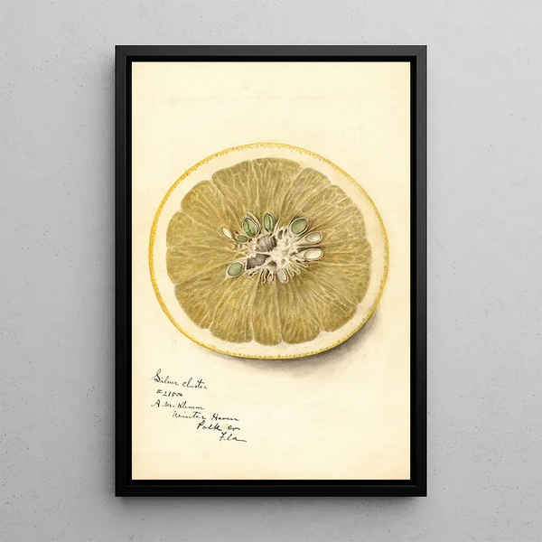 Reproduktion des Gemäldes Citrus paradisi Silver Cluster - Deborah Griscom Passmore