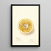 Citrus paradisi Thornton No - Deborah Griscom Passmore — gerahmtes Bild an der Wand