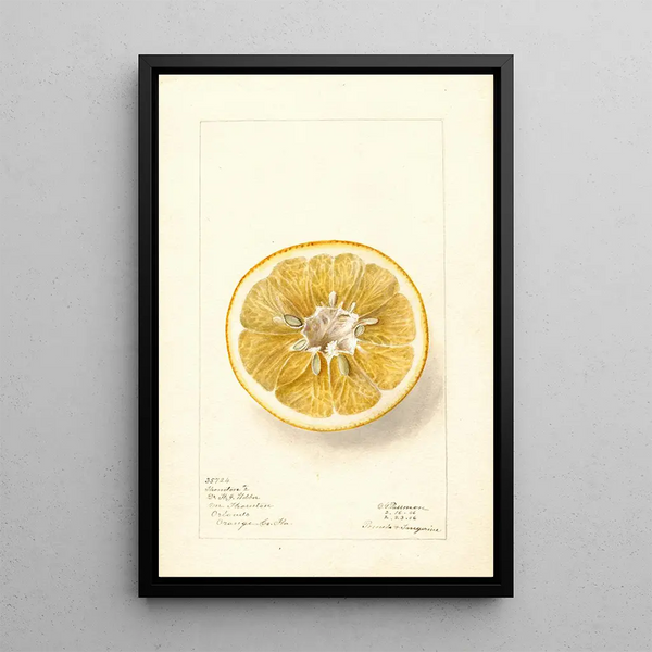 Citrus paradisi Thornton No - Deborah Griscom Passmore — gerahmtes Bild an der Wand