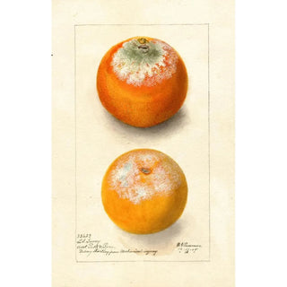 Deborah Griscom Passmore - Citrus sinensis.webp