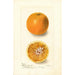 Citrus sinensis Bishops Favorite - Deborah Griscom Passmore — Ansicht des Kunstwerks