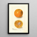 Citrus sinensis Bishops Favorite - Deborah Griscom Passmore — gerahmtes Bild an der Wand