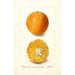 Citrus sinensis Brazilian - Deborah Griscom Passmore — Ansicht des Kunstwerks