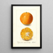 Citrus sinensis Brazilian - Deborah Griscom Passmore — gerahmtes Bild an der Wand