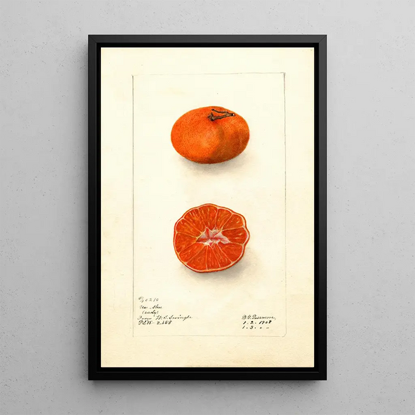 Citrus sinensis Early UnShu - Deborah Griscom Passmore — gerahmtes Bild an der Wand