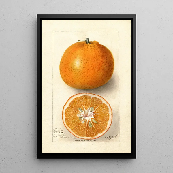 Reproduktion des Gemäldes Citrus sinensis Thornton No - Deborah Griscom Passmore