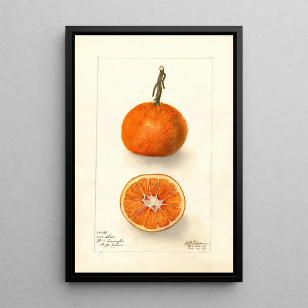 Reproduktion des Gemäldes Citrus sinensis UnShu - Deborah Griscom Passmore