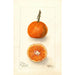 Reproduktion des Gemäldes Citrus sinensis UnShu - Deborah Griscom Passmore