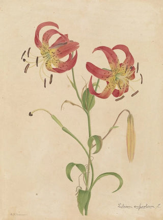 Deborah Griscom Passmore - Deborah Griscom Passmore watercolor album Pl02.webp