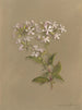 Album Aquarell von Deborah Griscom Passmore Pl04 - Deborah Griscom Passmore — Ansicht des Kunstwerks