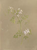 Album Aquarell von Deborah Griscom Passmore Pl08 - Deborah Griscom Passmore — Ansicht des Kunstwerks