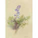 Album d'aquarelles de Deborah Griscom Passmore Pl11 - Deborah Griscom Passmore — Ansicht des Kunstwerks