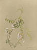 Album Aquarell von Deborah Griscom Passmore Pl12 - Deborah Griscom Passmore — Ansicht des Kunstwerks