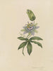Album Aquarell von Deborah Griscom Passmore Pl20 - Deborah Griscom Passmore — Ansicht des Kunstwerks