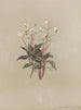 Album Aquarell von Deborah Griscom Passmore Pl23 - Deborah Griscom Passmore — Ansicht des Kunstwerks