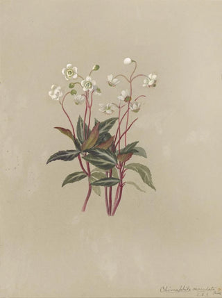 Deborah Griscom Passmore - Deborah Griscom Passmore watercolor album Pl23.webp