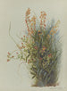 Album Aquarell von Deborah Griscom Passmore Pl27 - Deborah Griscom Passmore — Ansicht des Kunstwerks