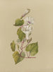 Album Aquarell von Deborah Griscom Passmore Pl33 - Deborah Griscom Passmore — Ansicht des Kunstwerks