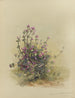 Album Aquarell von Deborah Griscom Passmore Pl38 - Deborah Griscom Passmore — Ansicht des Kunstwerks