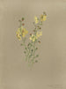 Album Aquarell von Deborah Griscom Passmore Pl42 - Deborah Griscom Passmore — Ansicht des Kunstwerks