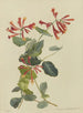 Album Aquarell von Deborah Griscom Passmore Pl44 - Deborah Griscom Passmore — Ansicht des Kunstwerks