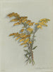 Album Aquarell von Deborah Griscom Passmore Pl46 - Deborah Griscom Passmore — Ansicht des Kunstwerks