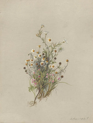 Deborah Griscom Passmore - Deborah Griscom Passmore watercolor album Pl48.webp