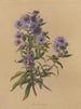 Album Aquarell von Deborah Griscom Passmore Pl49 - Deborah Griscom Passmore — Ansicht des Kunstwerks