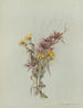 Album Aquarell von Deborah Griscom Passmore Pl54 - Deborah Griscom Passmore — Ansicht des Kunstwerks