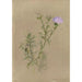 Album d'aquarelles de Deborah Griscom Passmore Pl57 - Deborah Griscom Passmore — Ansicht des Kunstwerks