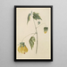 Album d'aquarelles de Deborah Griscom Passmore Pl65 - Deborah Griscom Passmore — gerahmtes Bild an der Wand