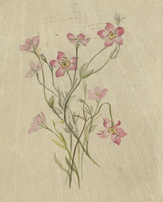 Deborah Griscom Passmore - Deborah Griscom Passmore watercolor album Pl67.webp