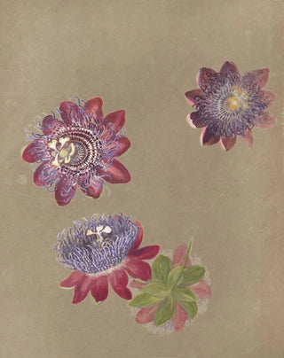 Deborah Griscom Passmore - Deborah Griscom Passmore watercolor album Pl74.webp