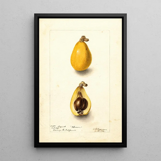 Deborah Griscom Passmore - Eriobotrya japonica Advance.webp