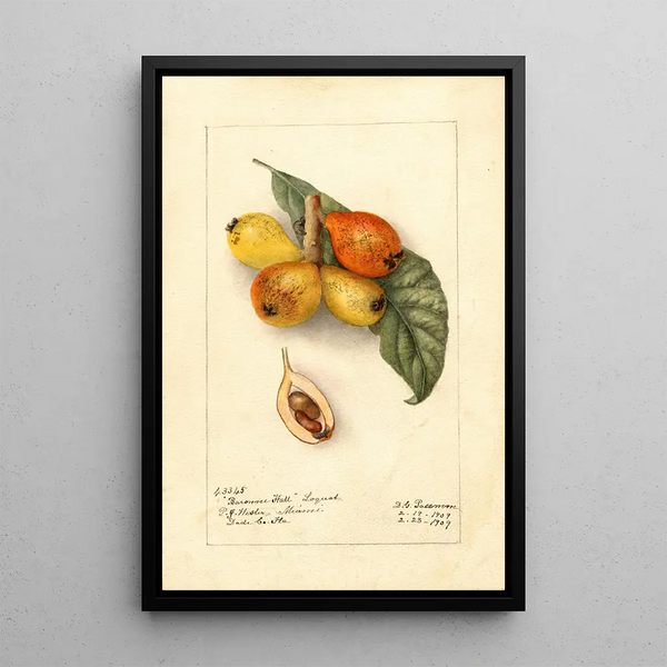 Reproduktion des Gemäldes Eriobotrya japonica Baronne Hall - Deborah Griscom Passmore