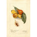 Reproduktion des Gemäldes Eriobotrya japonica Baronne Hall - Deborah Griscom Passmore