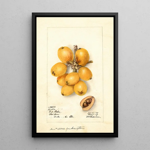 Reproduktion des Gemäldes Eriobotrya japonica Scala - Deborah Griscom Passmore