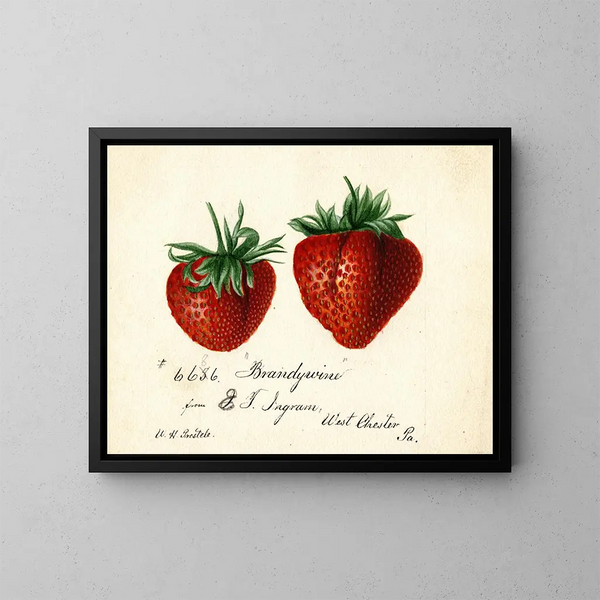 Erdbeere Brandywine - Deborah Griscom Passmore — gerahmtes Bild an der Wand