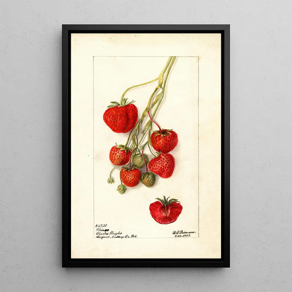 Fragaria Climan - Deborah Griscom Passmore — gerahmtes Bild an der Wand