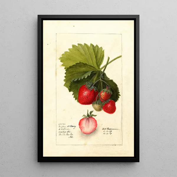 Fragaria Dayton - Deborah Griscom Passmore — gerahmtes Bild an der Wand